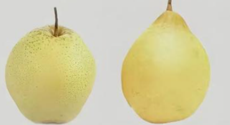 梨類存儲條件指南（雪梨、鴨梨）——不同品種溫濕度差異及實操方案
